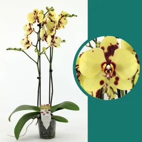 55-65cm Phalaenopsis Romee Twin stem Orchid 12cm Pot